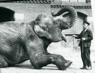 Den indiske kvindelige elefant 